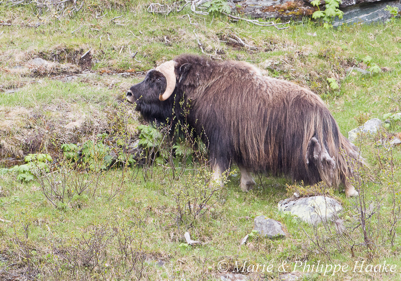 Boeuf musque 9696.jpg - Boeufs musqués (Dovrefjell, Norvège, juin 2012)